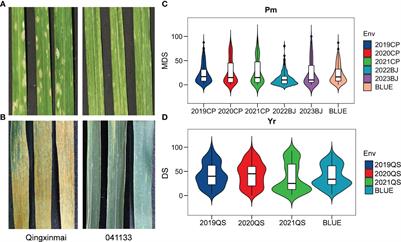 Mapping QTLs for adult-plant resistance to powdery mildew and stripe rust using a <mark class="highlighted">recombinant inbred line population</mark> derived from cross Qingxinmai × 041133